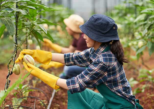 Modern Agriculture - 必赢